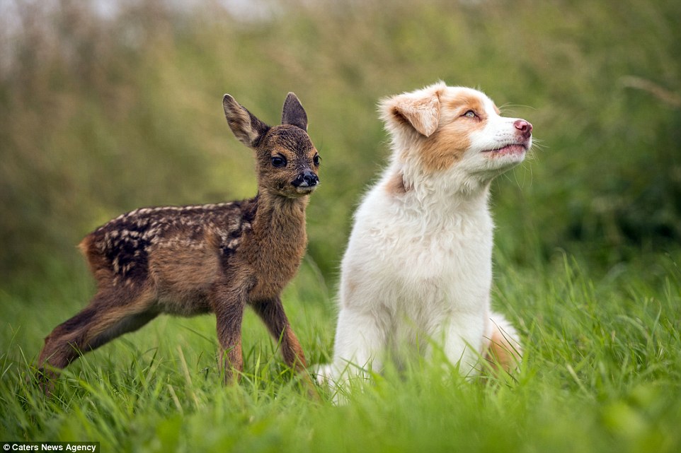 "Inseparables: mascota