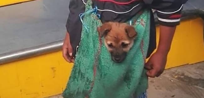 sensivel-mente.com - Imagen de niño humilde que es vendedor ambulante y carga a su perrito en un bolso conmueve a internautas