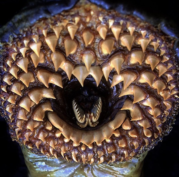 A series of photos of sea monsters living around in the water with sharp and chiseled teeth that when you look at them, you can see thorns all over the body - Photo 1.