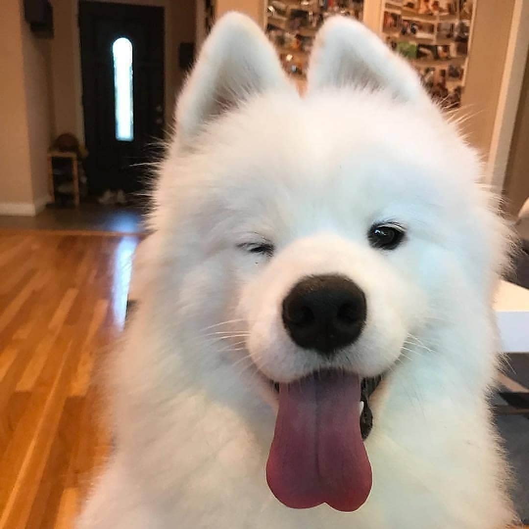 "Samoyedo