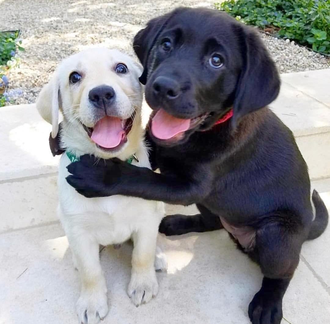 "Labrador