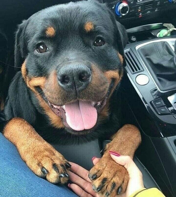 "rottweiler