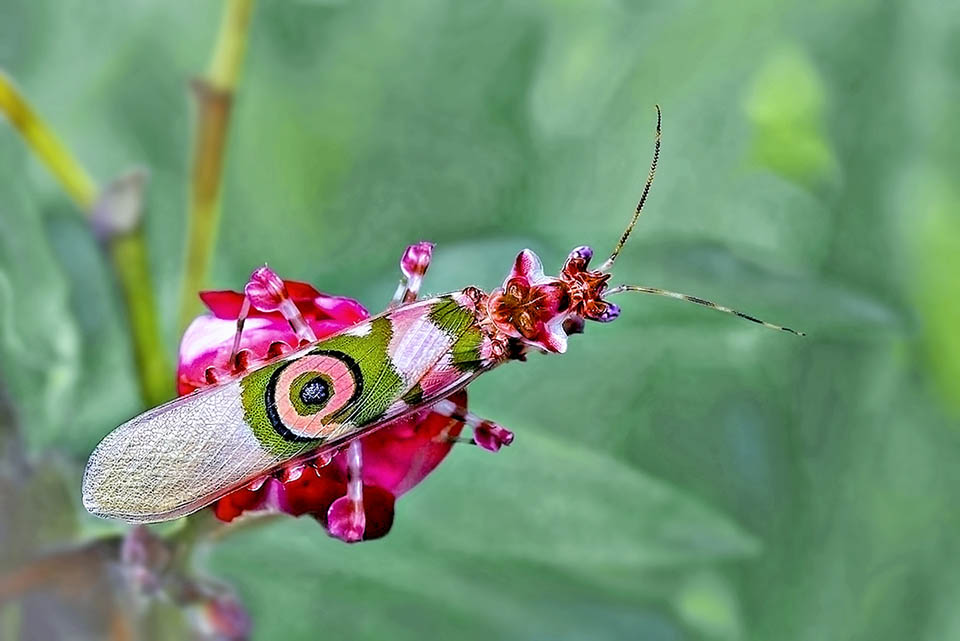 The females, little larger than the males, often stop camouflaged on the flowers or the surroundings to seize insects attracted by the colour and scent 