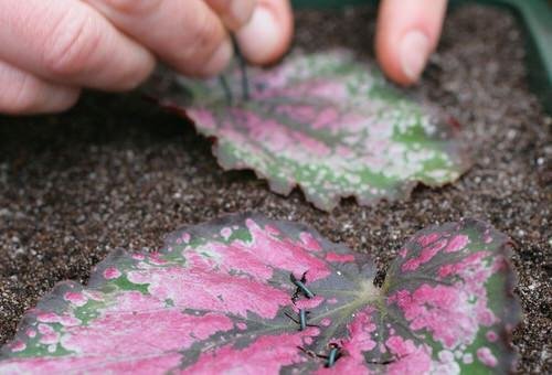 Cómo propagar begonias Rex a partir de esquejes de hojas 3