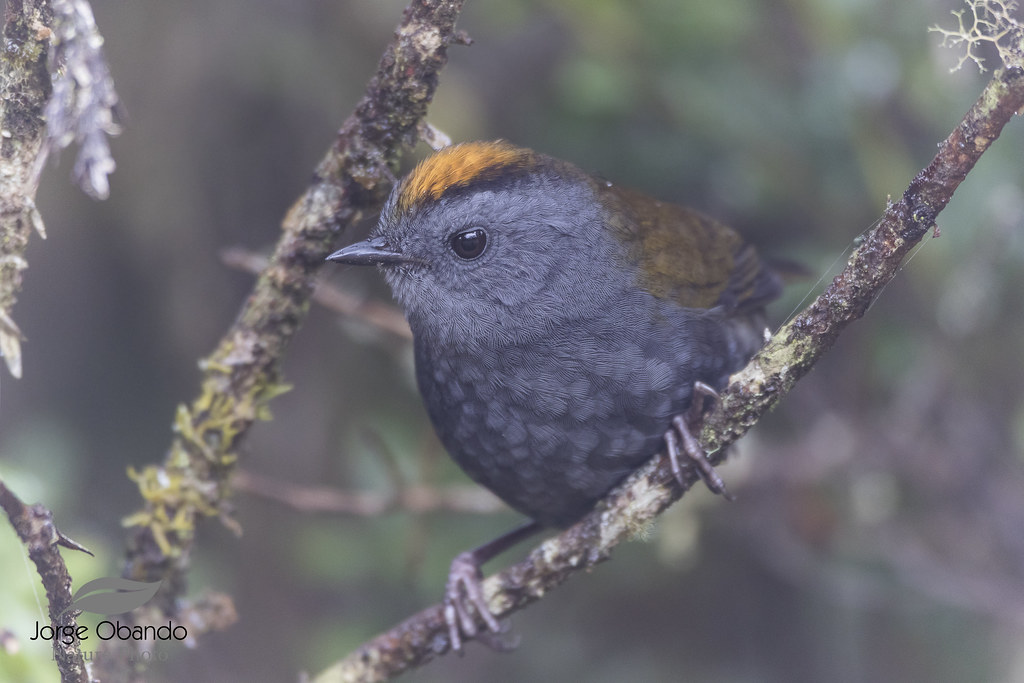 Wrenthrush | Zeledonia coronata Zeledonia Cerro de La Muerte… | Flickr