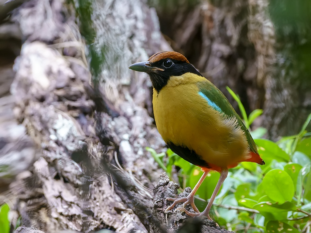 Noisy Pitta (Pitta versicolor) | Noosa National Park, Queens… | Flickr