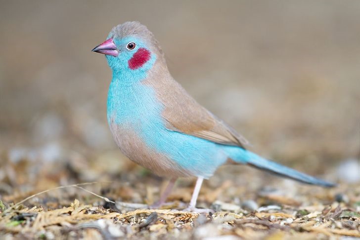 1. Red-cheeked Cordon Bleu: This small, turquoise bird, also known as the "red-cheeked bird," is due to the male's deep red cheeks. Females have a slightly lighter coat, and this is how they can be easily distinguished. The red Cordon Bleu (Uraeginthus bengalus) lives in the drier regions of sub-Saharan Africa. They feed on the ground, eating seeds and small worms.