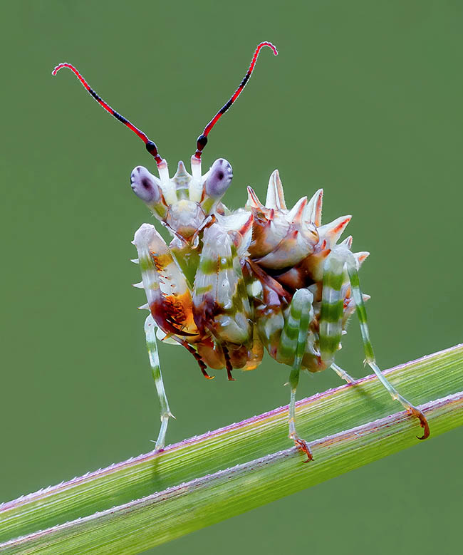 This male at the last nymphal stage, wings apart, has almost the adult's size 