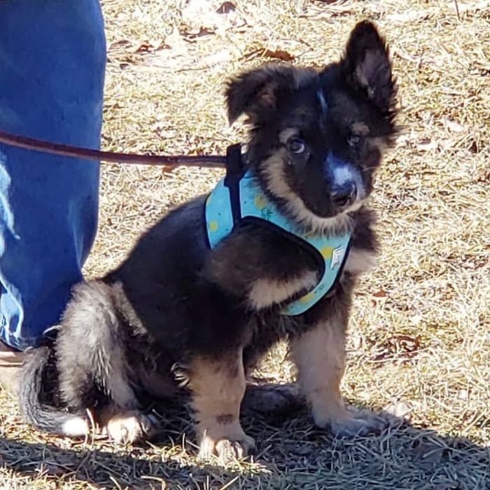 Dog Finally Gets Adopted After His Mother's Attack Left His Face Wonky