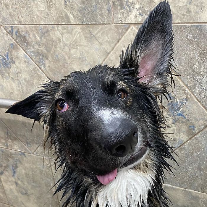 Dog Finally Gets Adopted After His Mother's Attack Left His Face Wonky