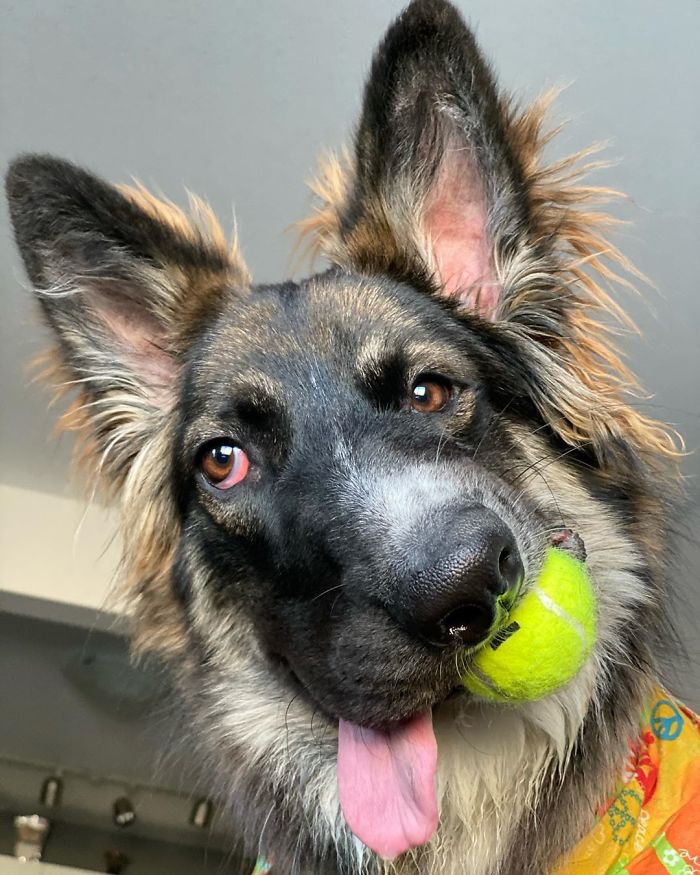 Dog Finally Gets Adopted After His Mother's Attack Left His Face Wonky