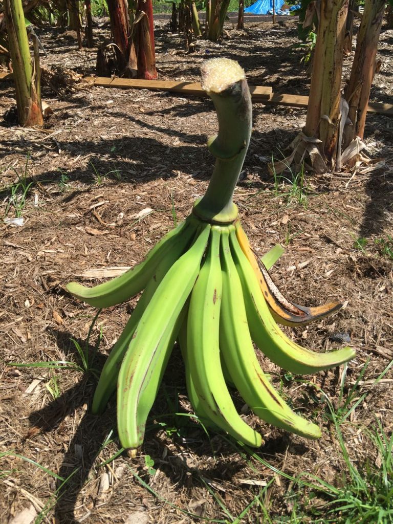 "Banana