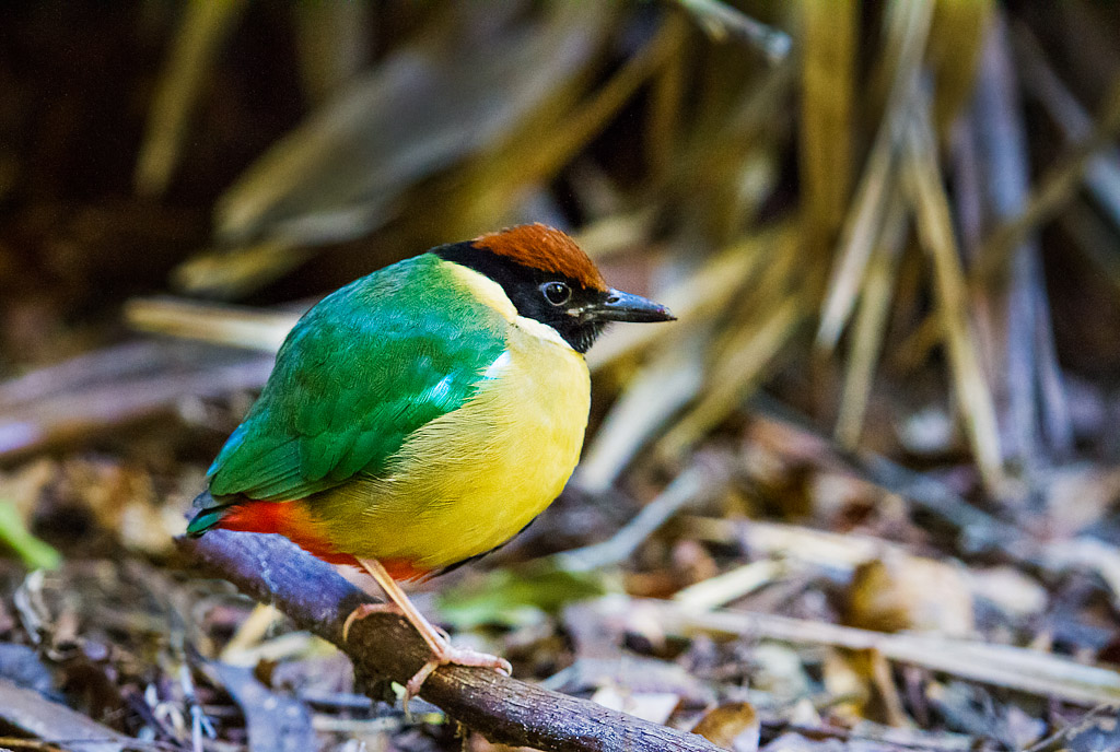 Noisy Pitta | BIRDS in BACKYARDS