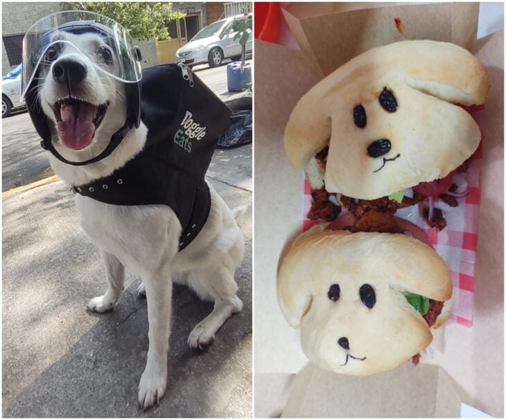 Perita repartidora de hamburguesas vegetarianas; Perrita reparte comida para ayudar a su albergue y no podemos con tanta ternura