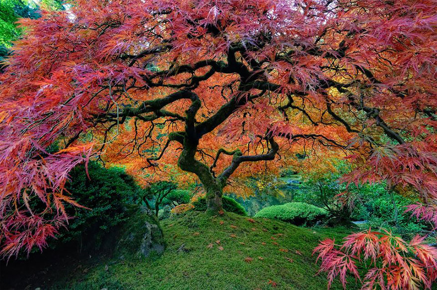 Beautiful Japanese Maple In Portland, Oregon