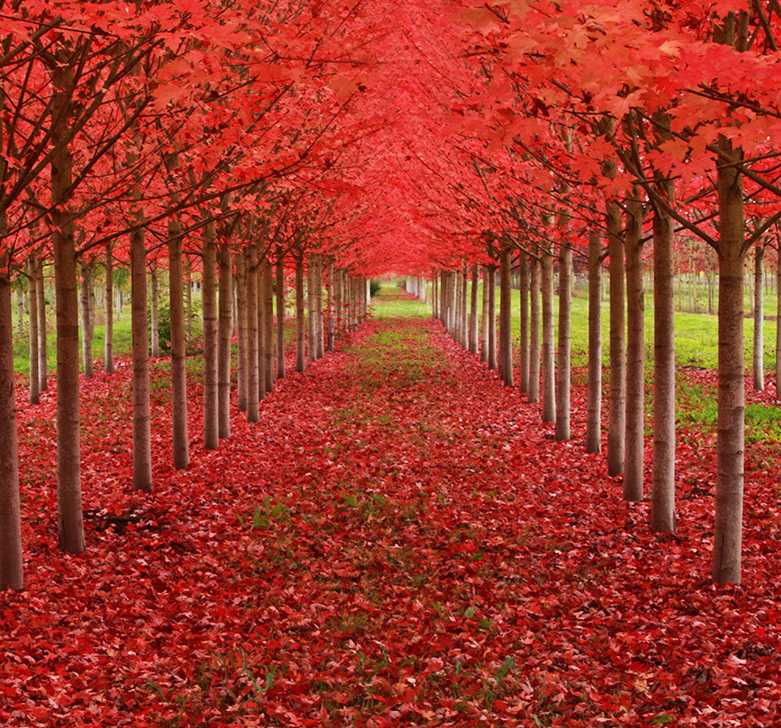 Maple Tree Tunnel In Oregon