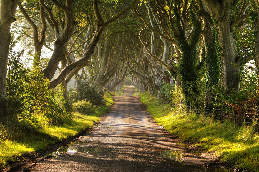 The Dark Hedges In Northern Ireland