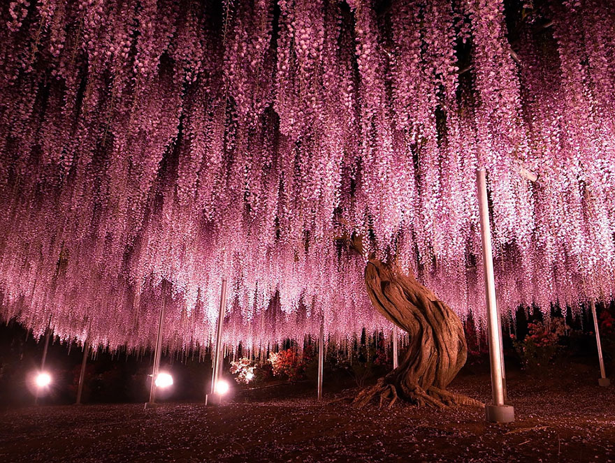 144-Year-Old Wisteria In Japan