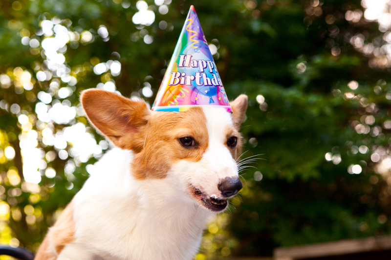 Cute corgis eating birthday cake