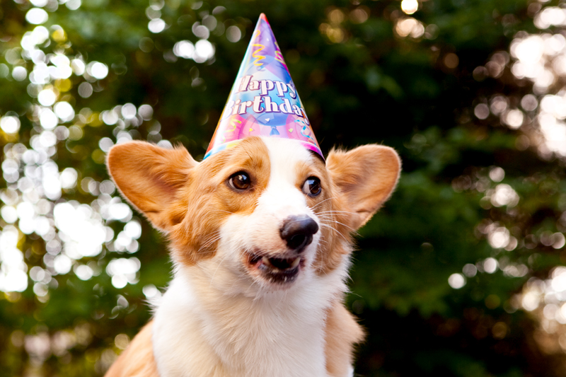 Cute corgis eating birthday cake