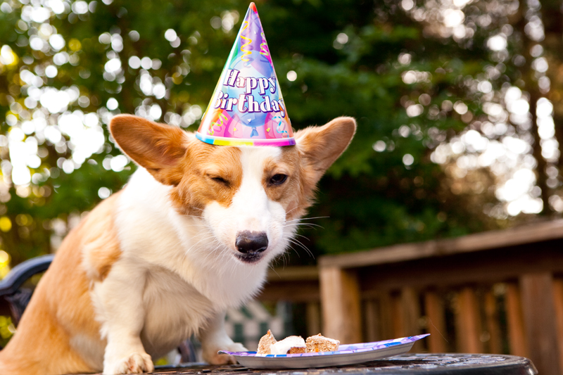 Cute corgis eating birthday cake