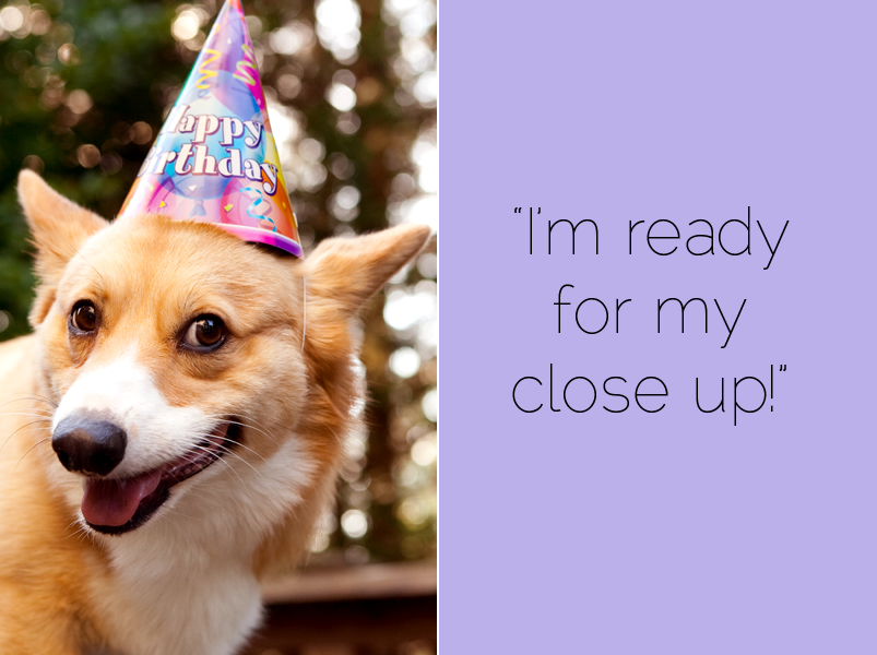 Cute corgis eating birthday cake