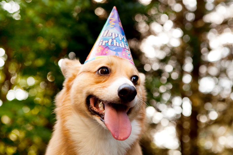 Cute corgis eating birthday cake