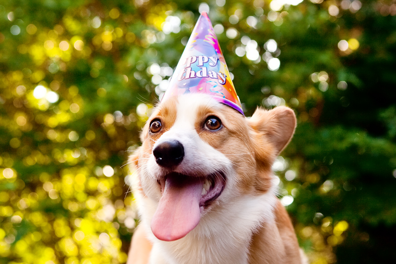 Cute corgis eating birthday cake