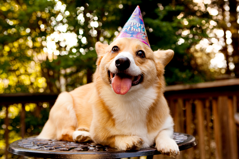 Cute corgis eating birthday cake