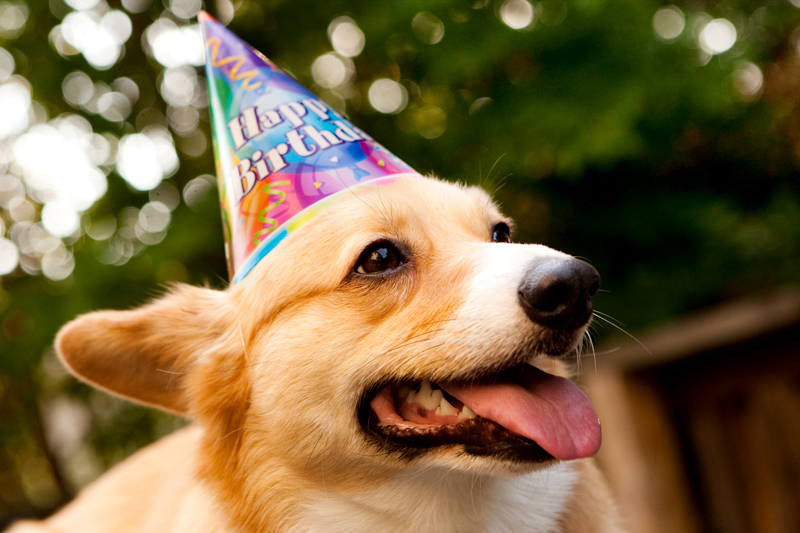 Cute corgis eating birthday cake