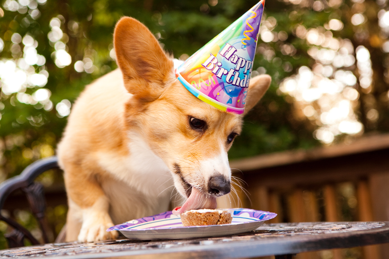 Cute corgis eating birthday cake