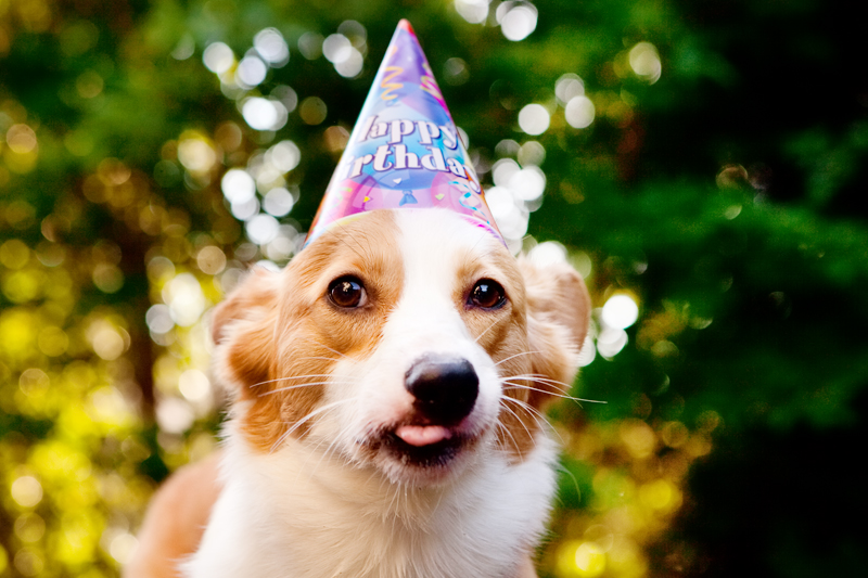 Cute corgis eating birthday cake