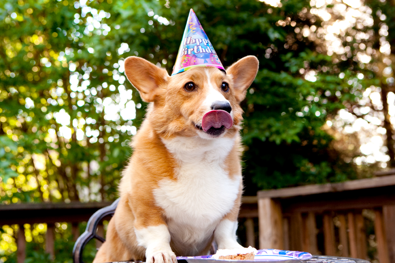 Cute corgis eating birthday cake