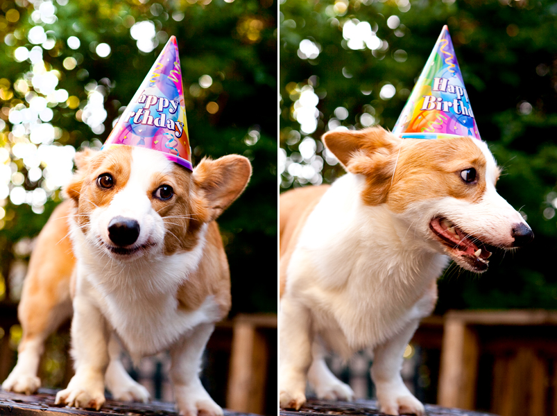 Cute corgis eating birthday cake