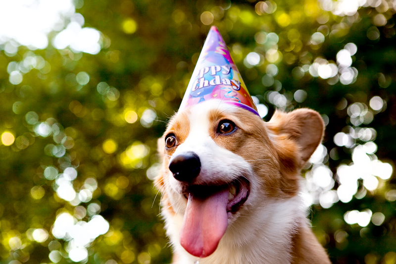 Cute corgis eating birthday cake