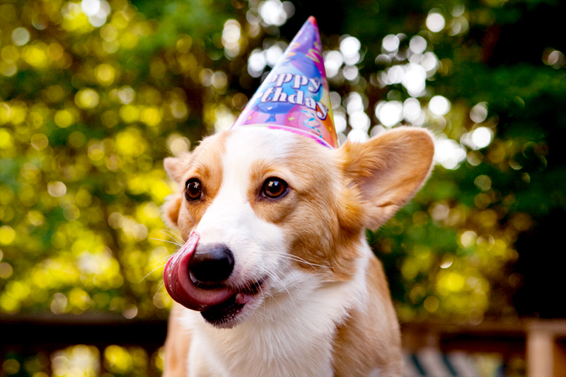 Cute corgis eating birthday cake