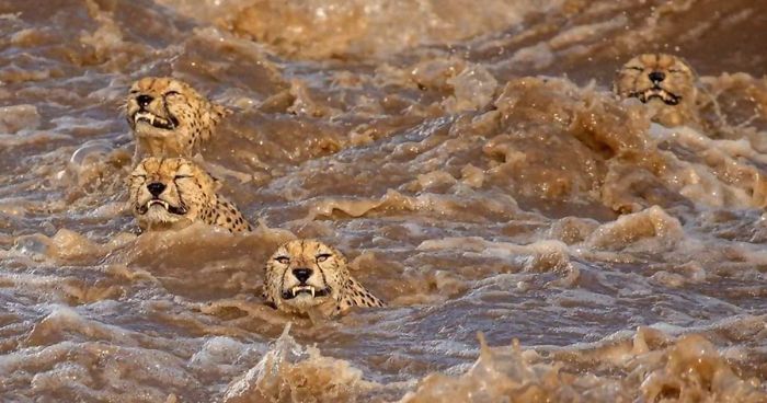 Photographers Get To Witness 5 Cheetahs Crossing A Flooded River Infested With Crocodiles | Bored Panda