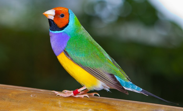 Gouldian finch 