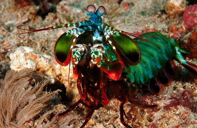 The peacock mantis shrimp