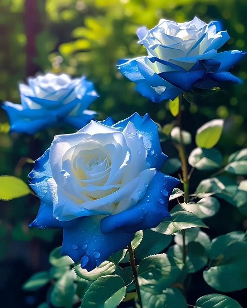 Variedades de rosas azules