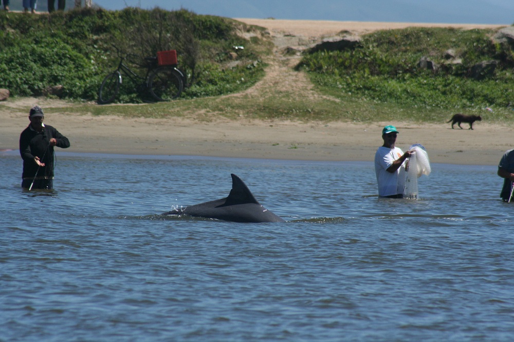 Dolphins Help Fishermen | Social Learning in Cetaceans | | Live Science