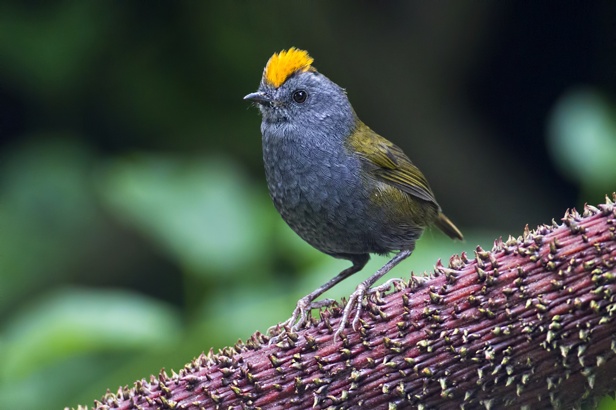 Wrenthrushes (Family Zeledoniidae) · iNaturalist