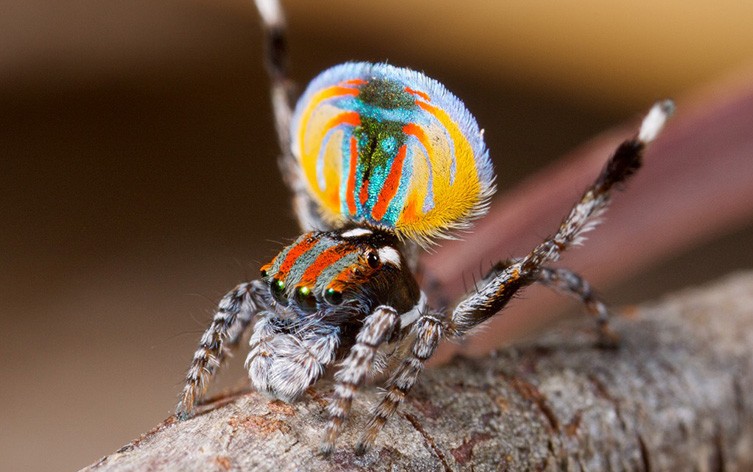 A peacock spider 