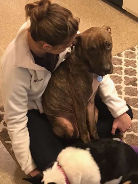 rescue dog hugs his mom every day when she gets home