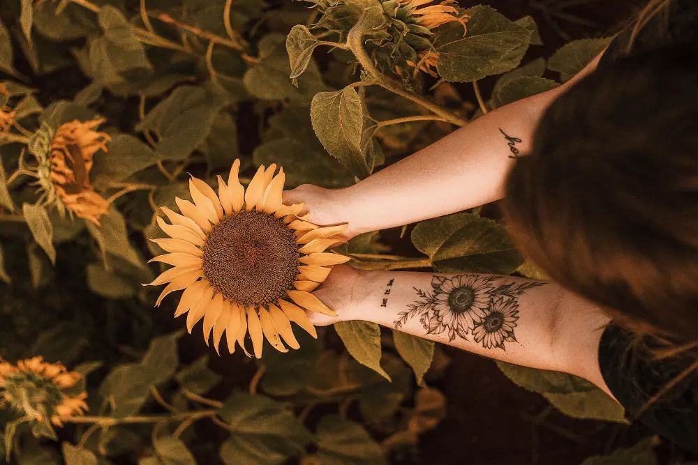 Sunflower Tattoos APK for Android Download