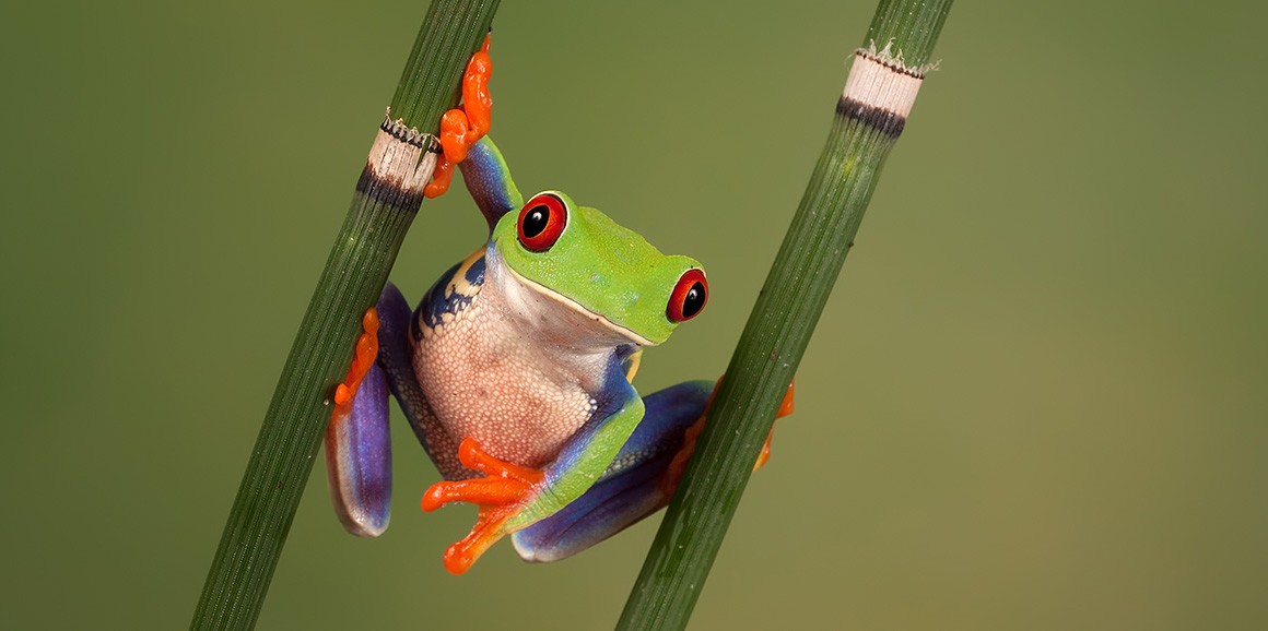 A red-eyed tree frog