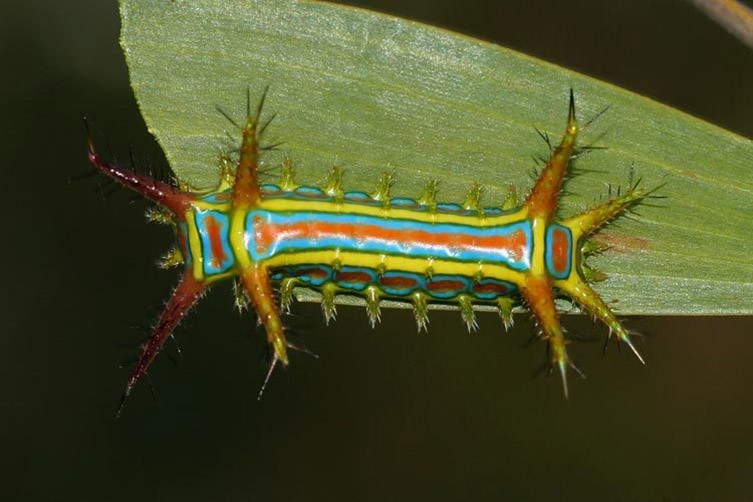 A wattle-cup caterpillar on a leaf 