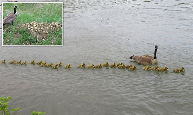 Mother goose takes care of other geese's goslings | Daily Mail Online