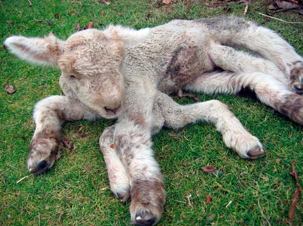 Hãy đến Chernobyl và Fukushima, bạn sẽ hiểu tác hại của phóng xạ kinh khủng đến thế nào - Ảnh 2.