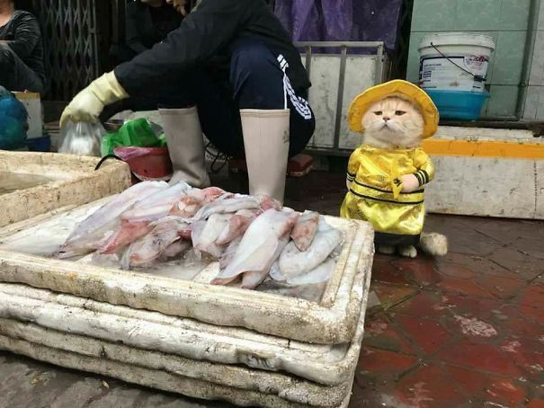 Meet The Cutest Fish Vendor In Vietnam Who Is Taking The Internet By Storm With His Adorable Pics